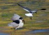 night-crown-heron-and-gull.jpg