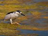 night-crown-heron.jpg