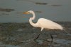 great-egret.jpg