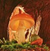 Translucent Mushroom.jpg