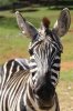 Virginia.Safari.Park-007.jpg