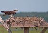 osprey-and-chick.jpg