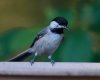 chickadee.jpg