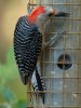 woodpecker.jpg