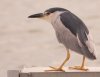 night-crown-heron.jpg