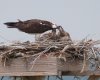 feeding-the-chicks.jpg