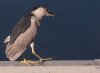 night-crown-heron.jpg