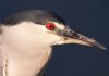 night-crown-heron-head.jpg