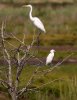 egrets-in-tree.jpg