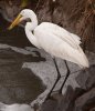 egret-with-fish.jpg