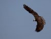 osprey-in-flight.jpg