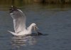 gull-grabbing-a-meal.jpg