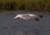 gull-grabbing-a-meal2.jpg