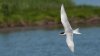 tern-in-flight.jpg