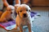 retriever-puppies-1363.jpg