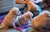 retriever-puppies-1366.jpg