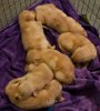 retriever-puppies-1390.jpg