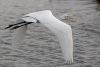 great-egret.jpg