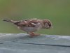 bird-on-table.jpg