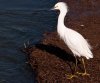 snowy-egret.jpg