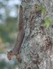 squirel-on-tree.jpg