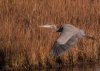 GBH-in-flight.jpg