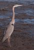 great-blue-heron.jpg