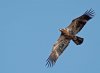 immature-bald-eagle-2.jpg