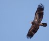 immature-bald-eagle3.jpg