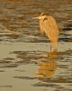 late-day-heron.jpg