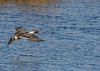 pintail-landing.jpg