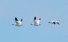 Birds in Flight #2.jpg