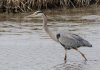 Great-Blue-Heron2.jpg