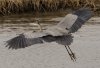 Great-Blue-Heron3.jpg