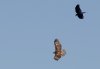 blackbird-chasing-red-tail.jpg