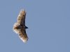 back-lit-red-tail-hawk.jpg