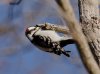 downy-woodpecker.jpg