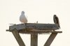 peregrine-and-gull.jpg