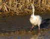 dirty-snow-goose.jpg