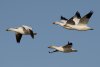 snow-geese.jpg