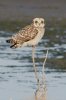 short-eared-owl.jpg