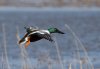 shoveler-landing.jpg