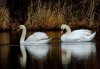 highlighted-swans.jpg