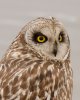 short-eared-owl-.jpg