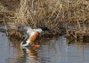 male-shoveler-landing.jpg