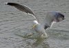 gull-and-crab-battle2.jpg