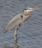 GBH-with-fish.jpg