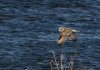 short-eared-owl.jpg