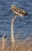 short-eared-owl3.jpg