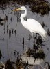 great-egret.jpg